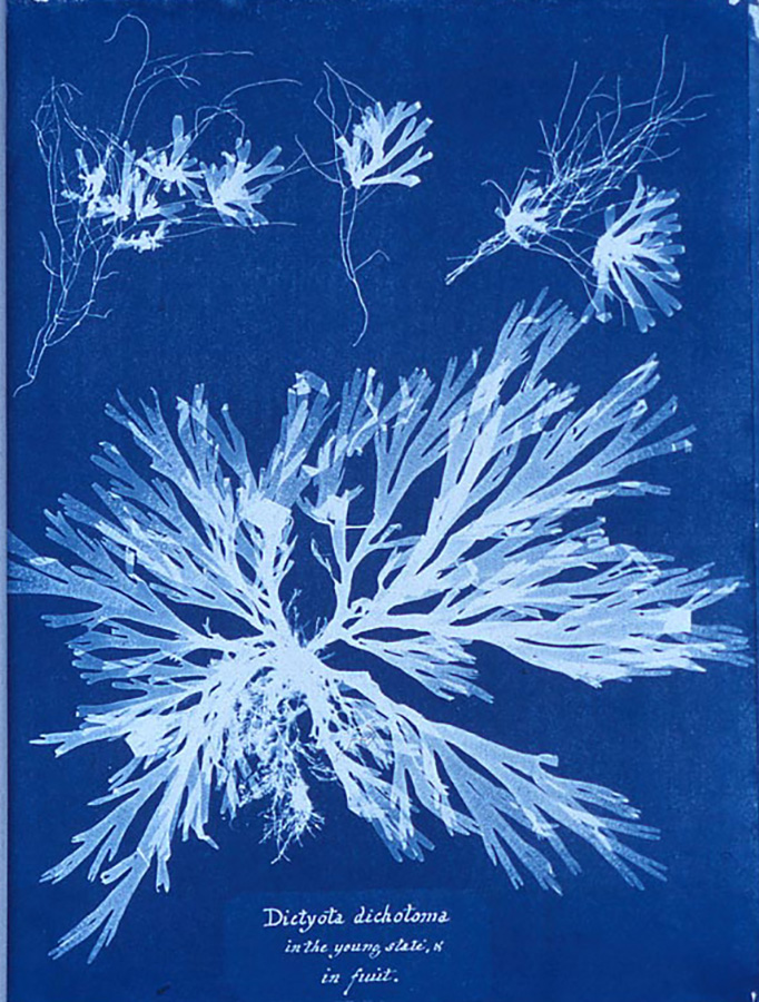 Cyanotype-algue-Anna-Atkins
