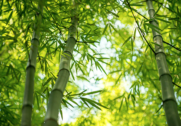 Forêt-de-Bambou