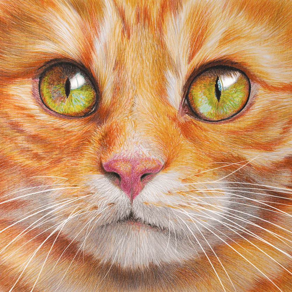 dessin réaliste animal en couleur - chat